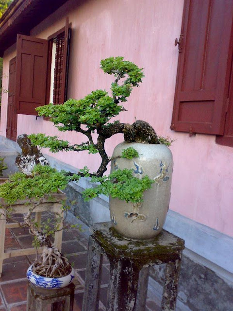 cay can thang - bonsai