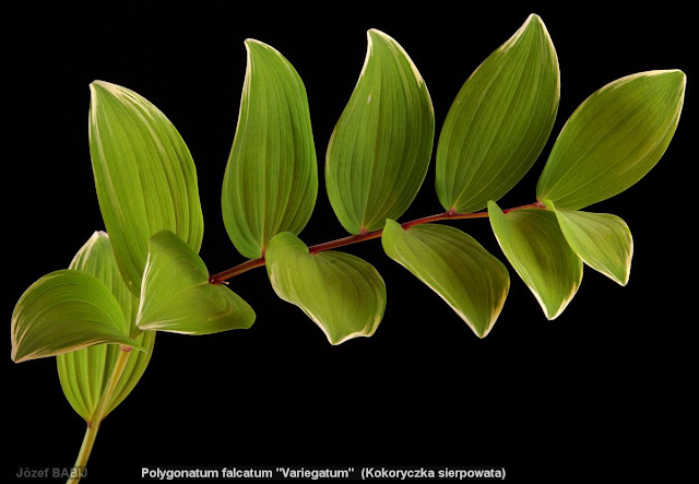 Polygonatum falcatum 'Variegatum' - Kokoryczka sierpowata 'Variegatum' 