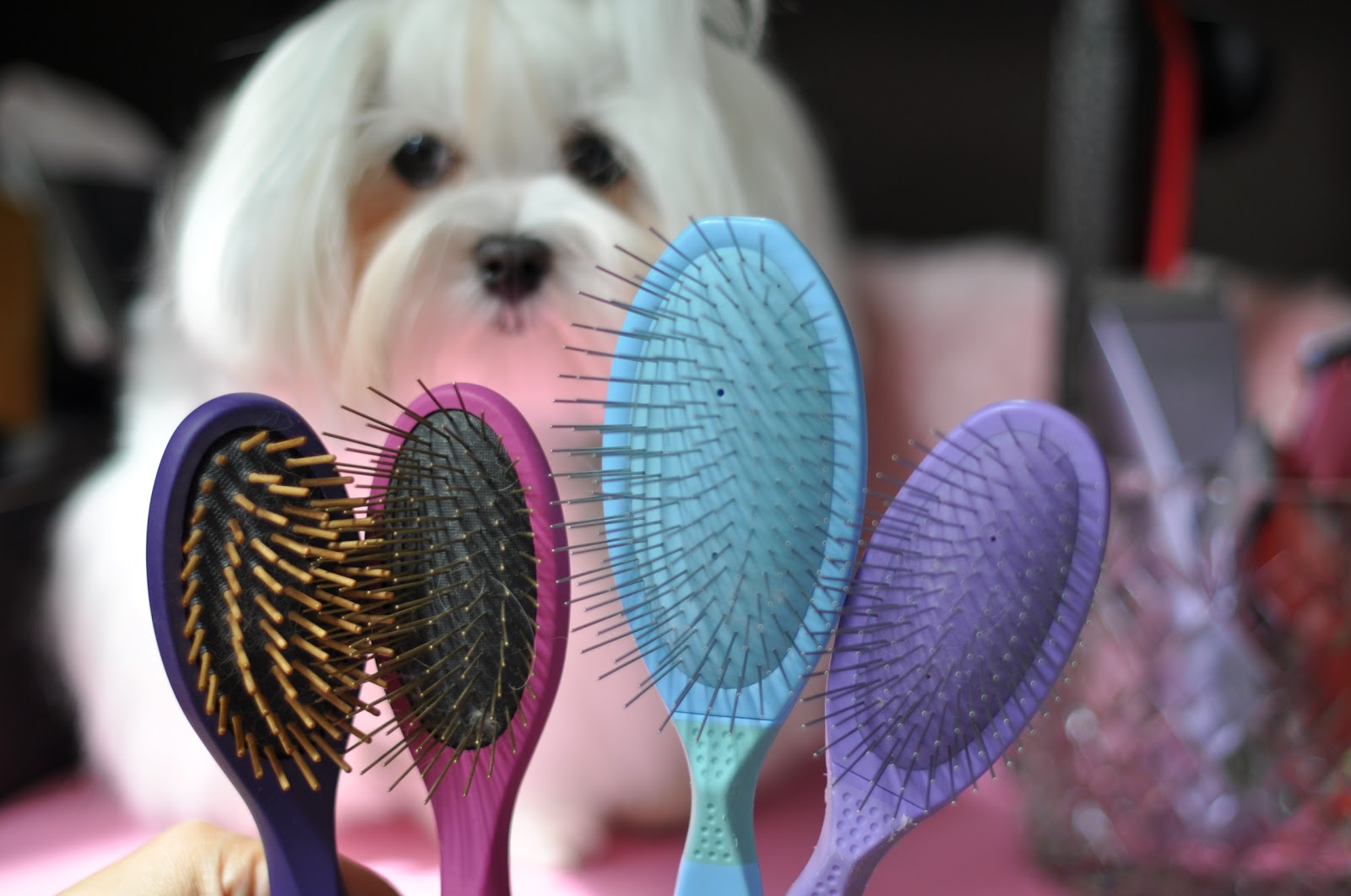 Maltese Obsession Battle of My Favorite Brushes Madan Pin vs CC