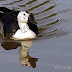 Pato-de-crista, foi fotografada em lagoa na zona rural de Serrolândia e já é alvo de caçadores!
