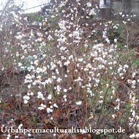 bush of Snowberry Symphoricarpos albus