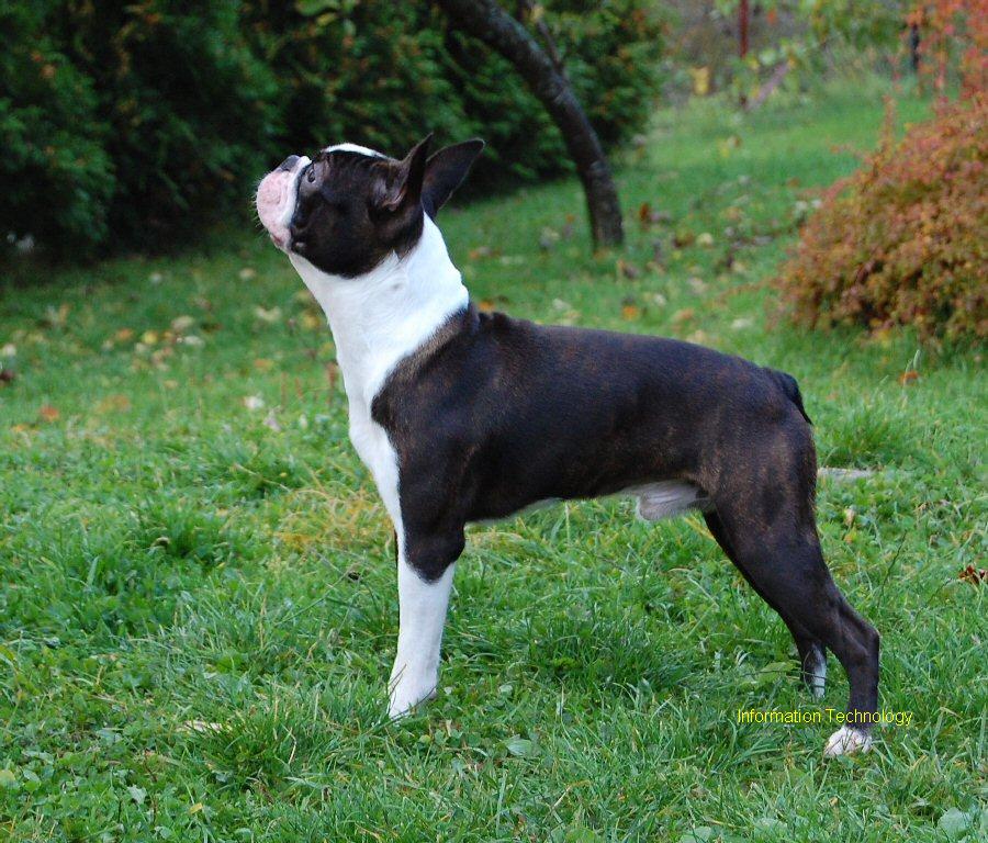 boston terrier docked tail