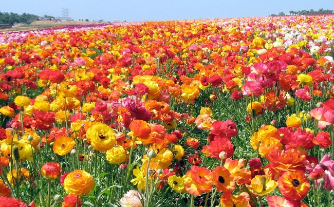 picture of ranunculus