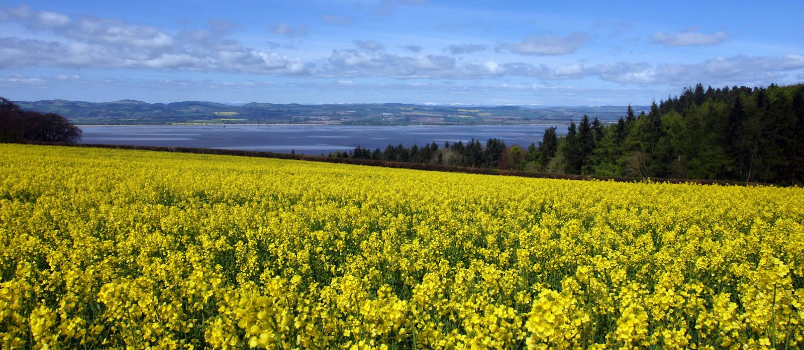 Tour Scotland Photographs Tour Scotland Photographs Fields Of Yellow