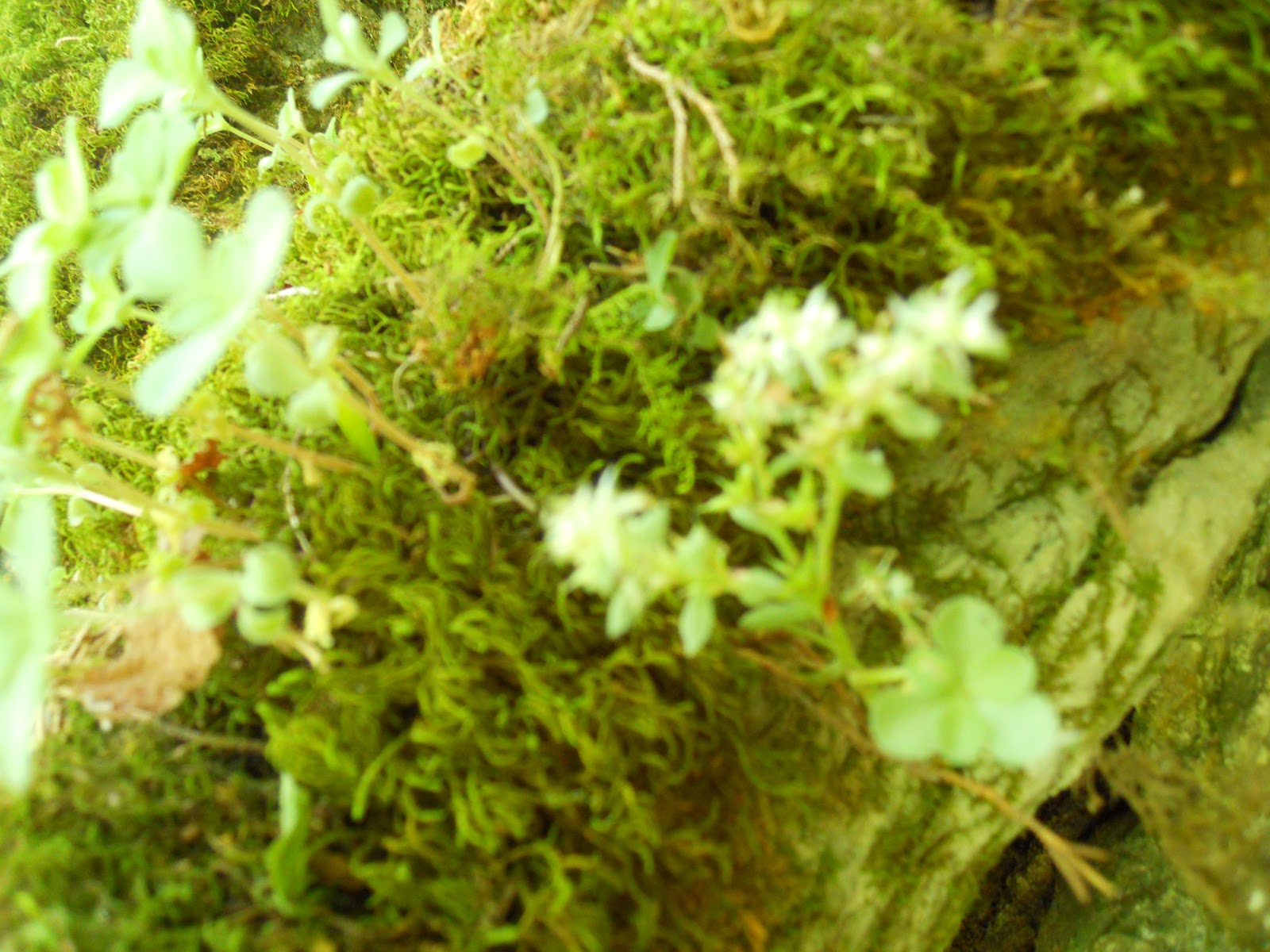 Go on the Cheap Flowers of Oak Ridge Reservation