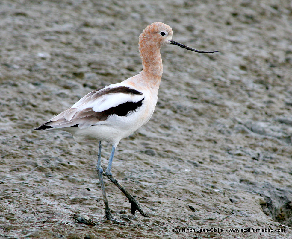 Avocet Beak