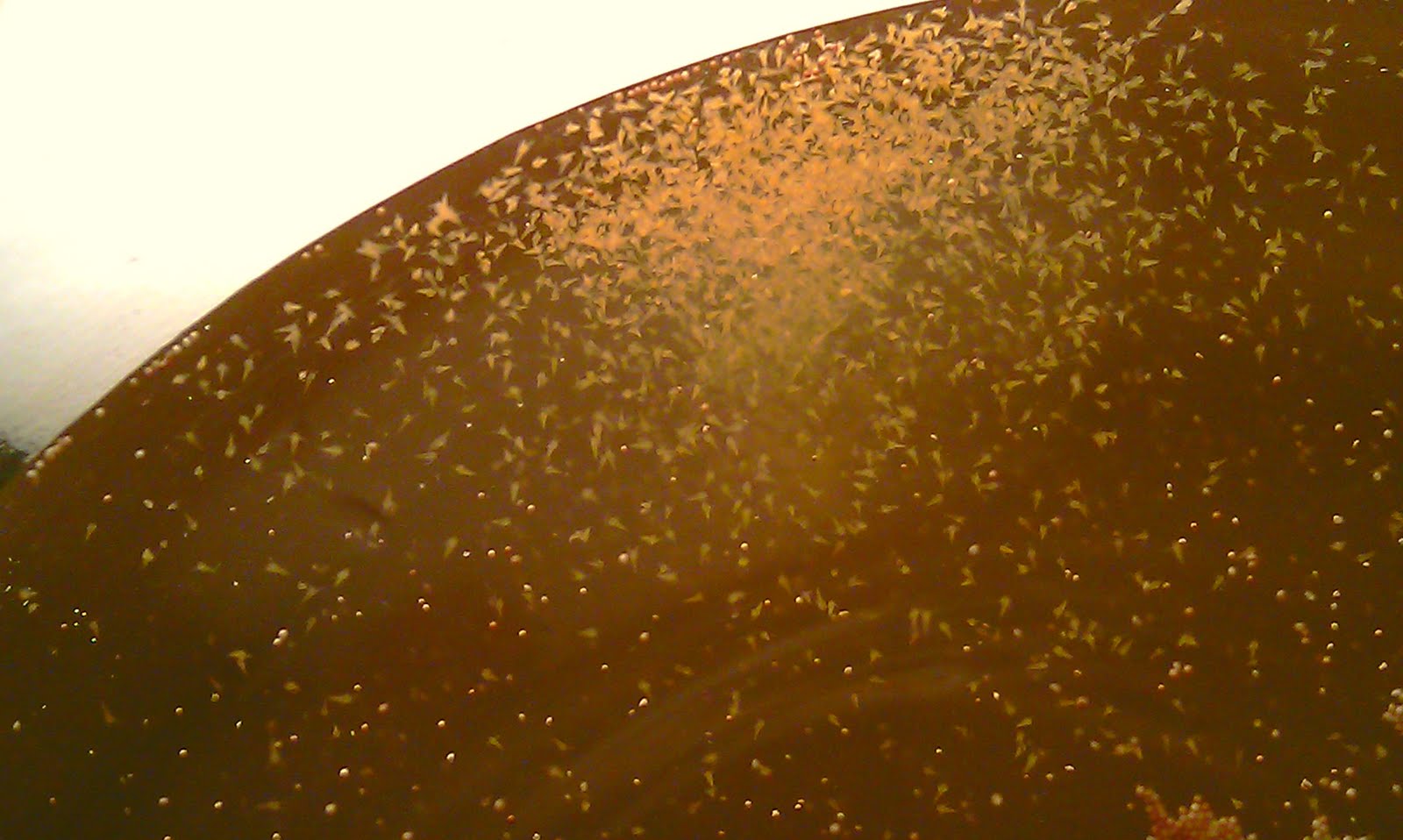 Professor Reef: Pictures of my Brine shrimp