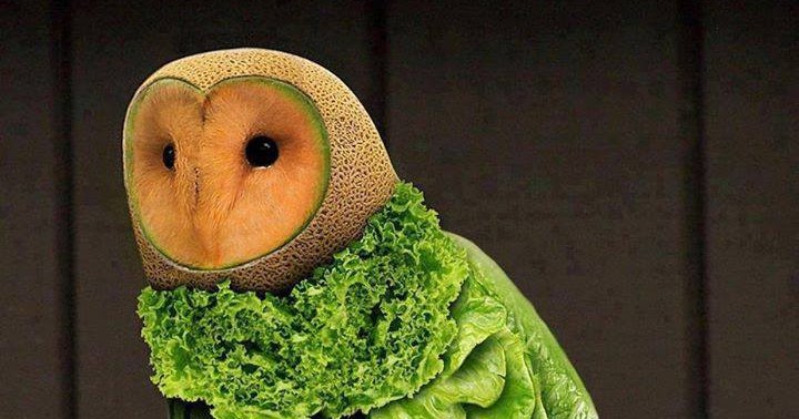 Kreasi Unik Burung Hantu Dari Buah Buahan Dan Sayuran kreasi unik burung hantu dari buah buahan dan sayuran