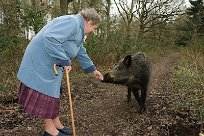 Wild-Boar-63-with-old-lady.jpg