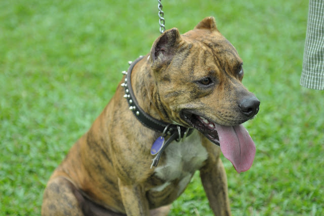 Dog soldiers blackjack apbt
