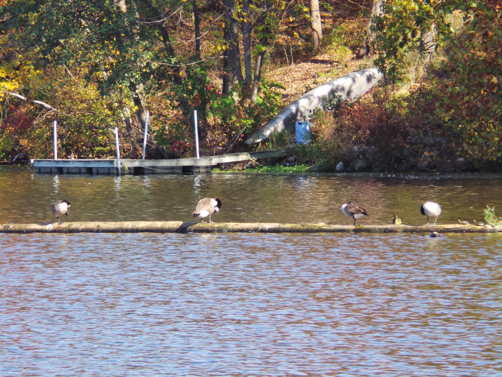 New Jersey and You Perfect Together, Liberty and