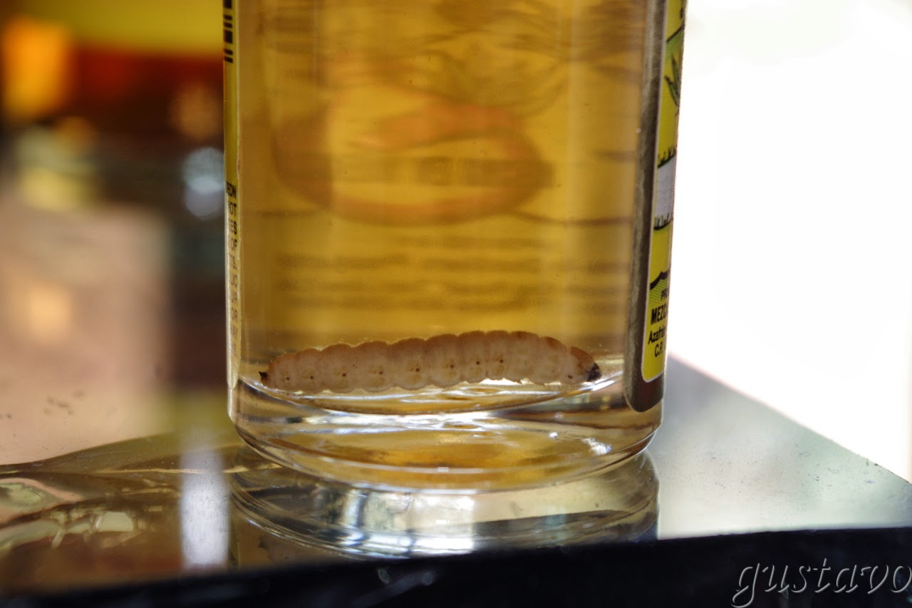 Paren el mundo que me subo TEQUILA