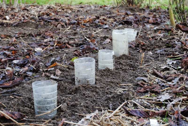 [Bild: Puffbohnen_20150228.JPG]