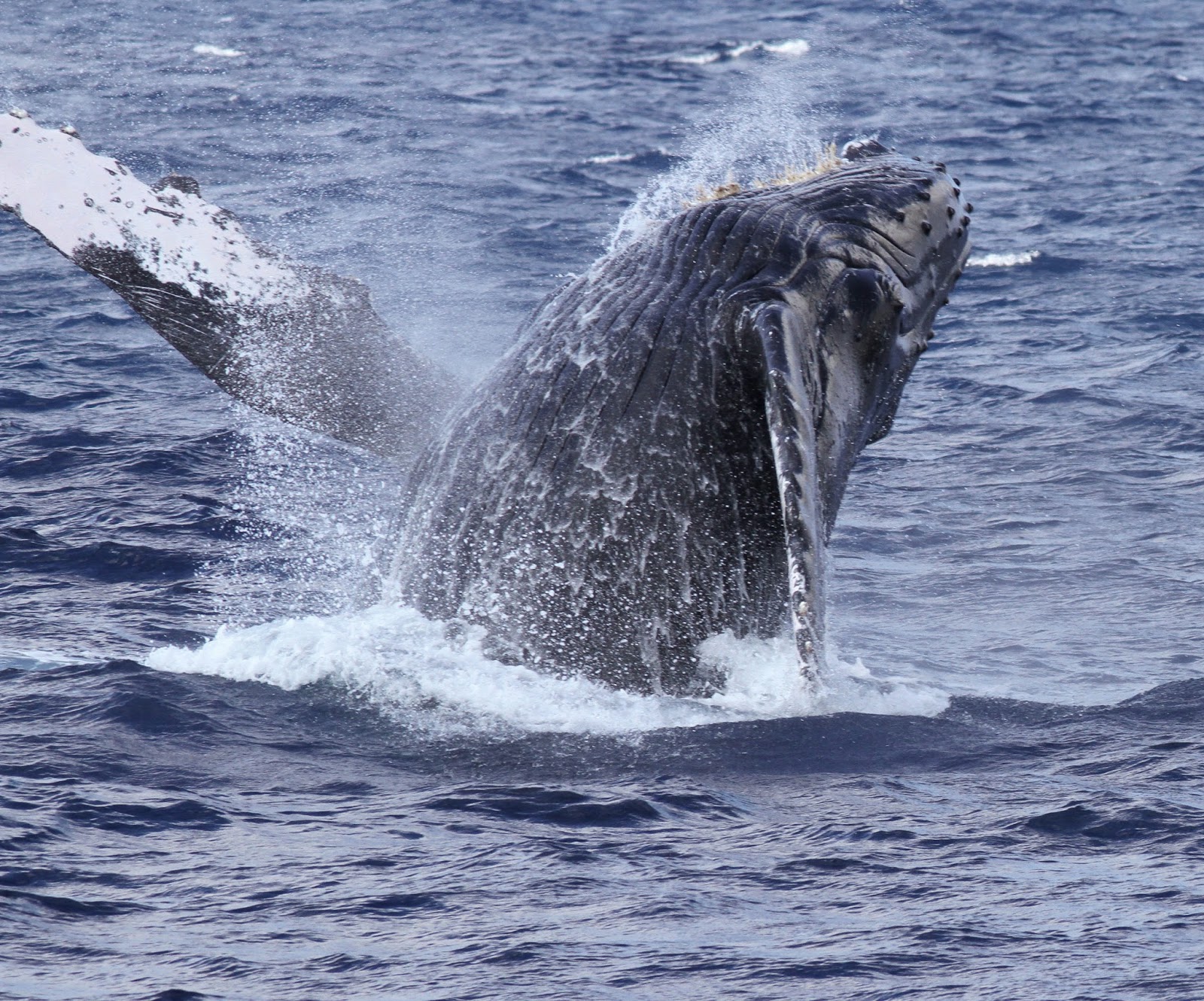 Phred's Photos: Humpback Whales