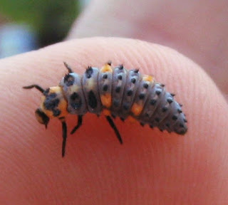 larva mariquita