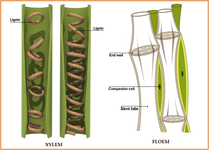 BIOLOGI GONZAGA: PLANT TISSUE