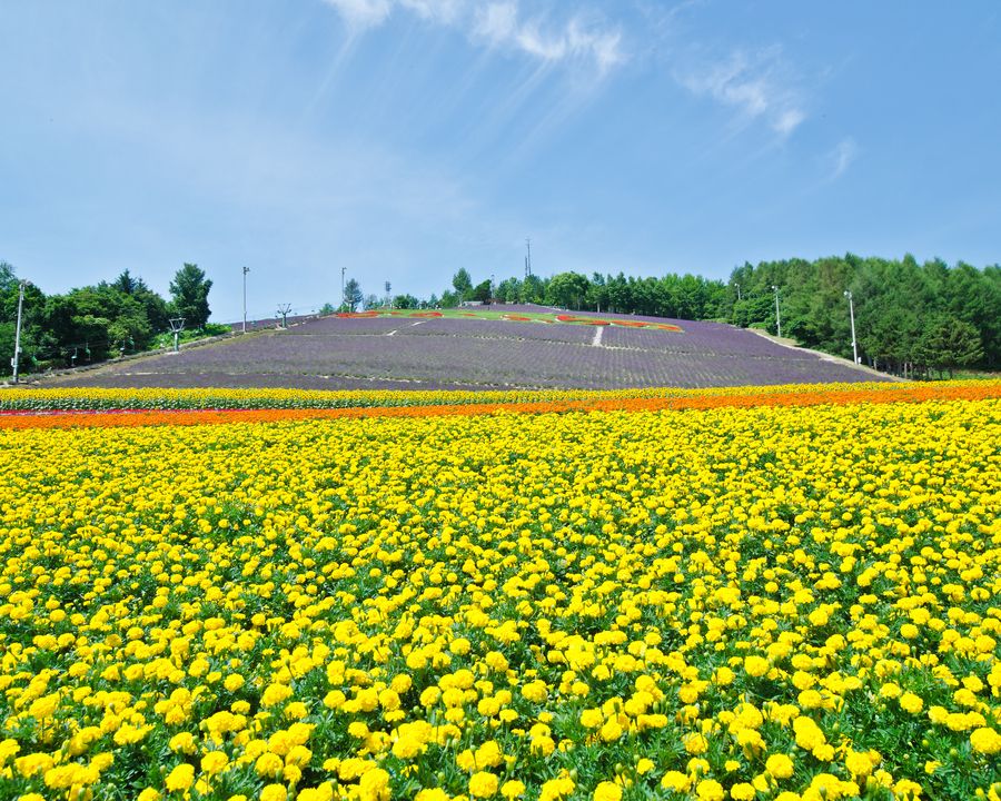 31. Biei and Furano flower fields, Hokkaido, Japan by Jansen Tang