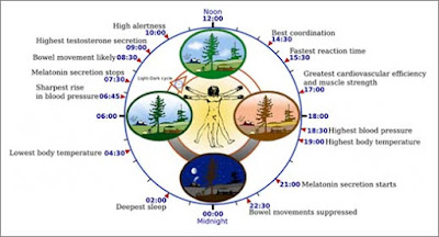 Cronobiologia, cronobiologia, as horas mais propícias pra cada atividade, relógio biológico, cronopatologia