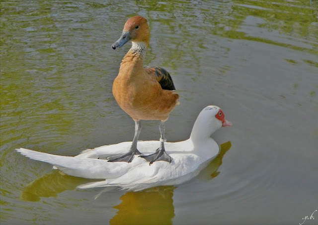 Collection of Beautiful Birds in Action