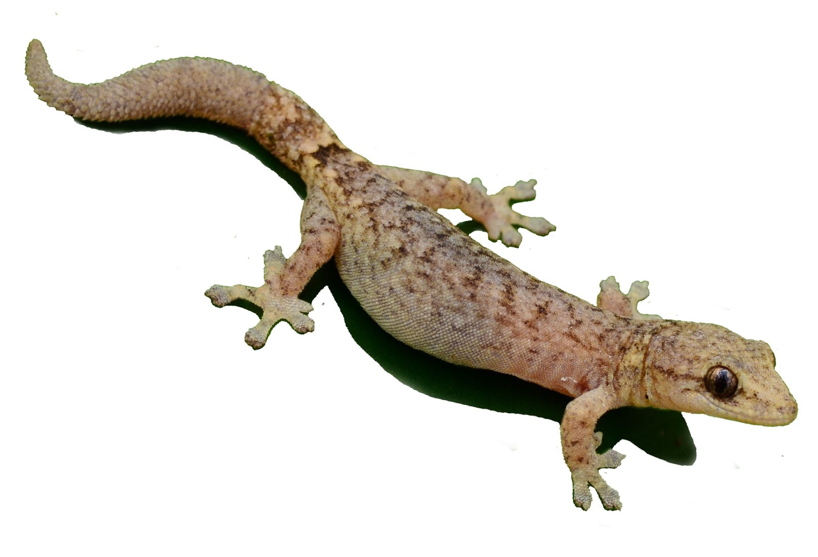 Hemiphyllodactylus ngwelwini