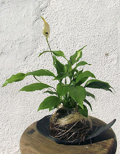 Kokedama Spatofilio