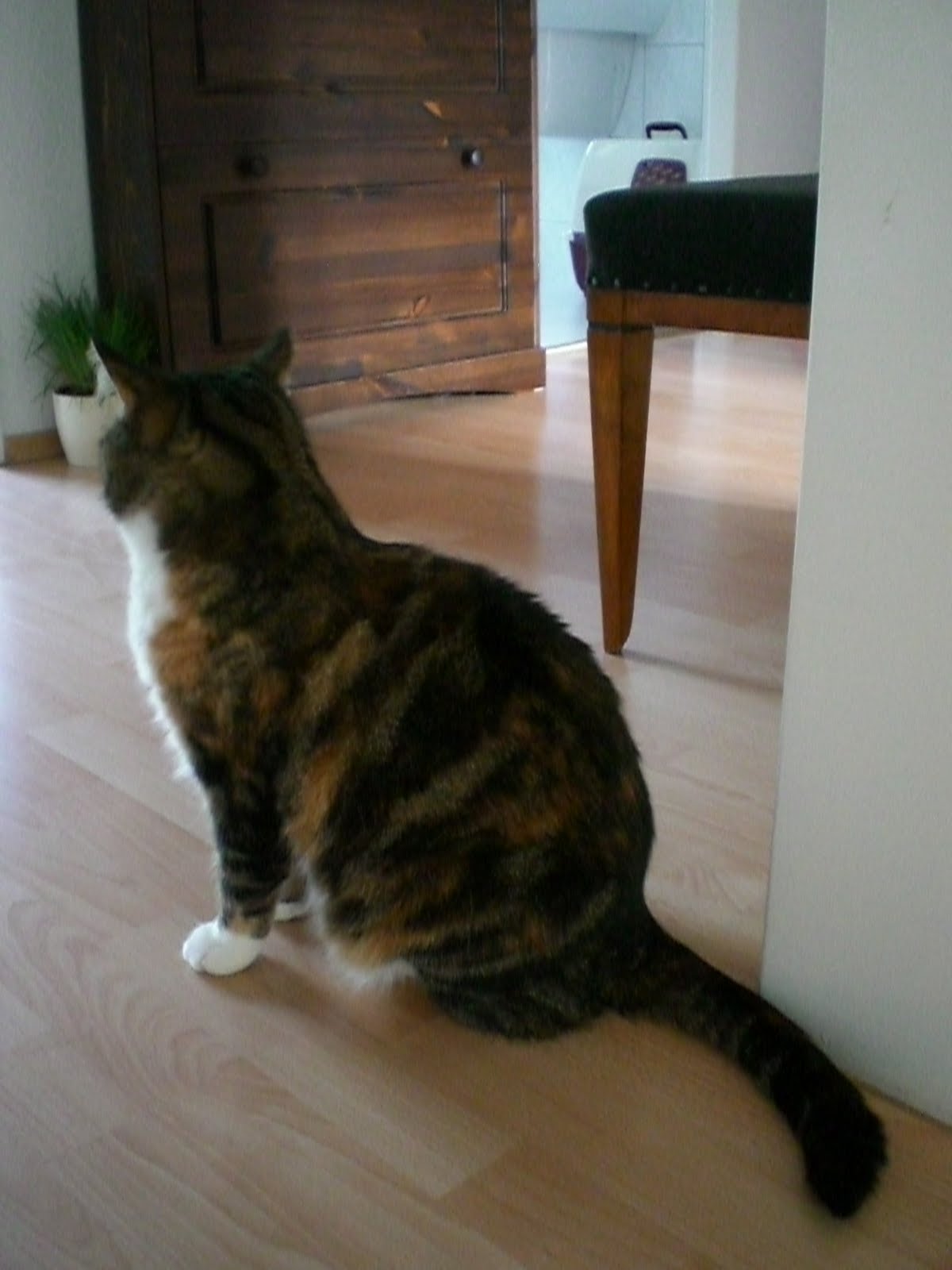 とらふぐノート 猫ふりむく