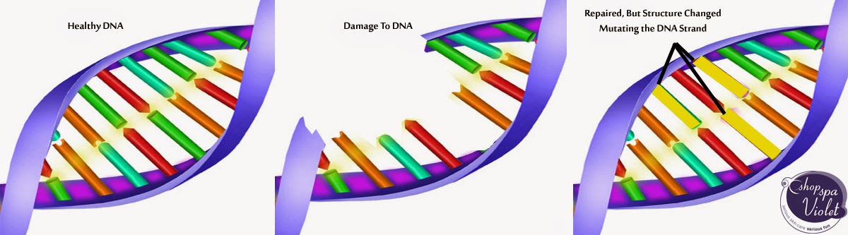 DNA Strand Mutation from Free Radical Damage DNA Strand Mutation from Free Radical Damage