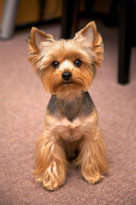 Cute puppy and dog: Top 5 Dog breeds that don&rsquo;t Shed