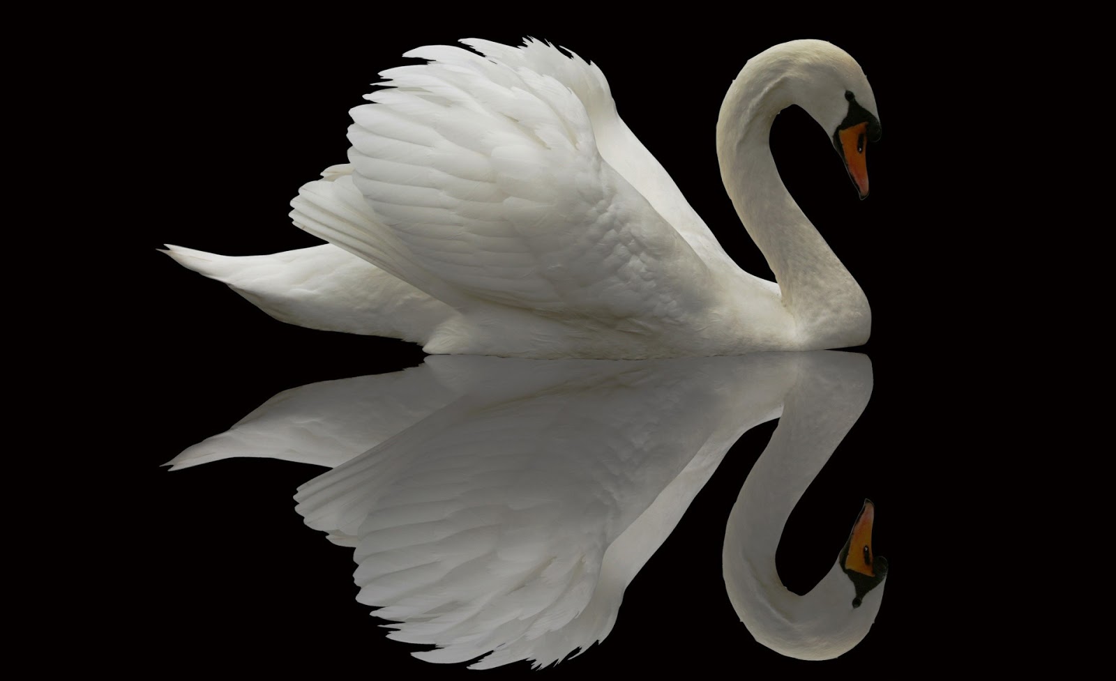 Carewe White swan reflection