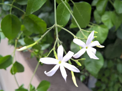 Fiore Vero Gelsomino (Jasminum sp.) Fiore Vero Gelsomino (Jasminum sp.)