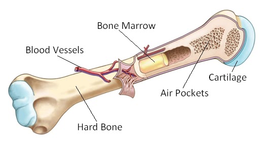 cracked cartilage rib cage