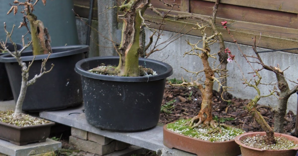 Over eigen gevormde en opgekweekte bonsai: Making a cement bonsai pot