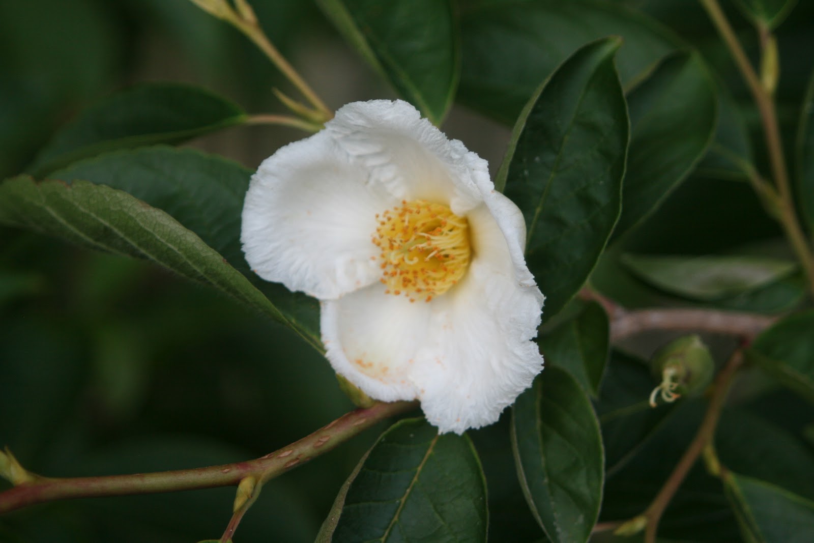 5 Petal White Flower With Yellow Center Foto Artis Candydoll