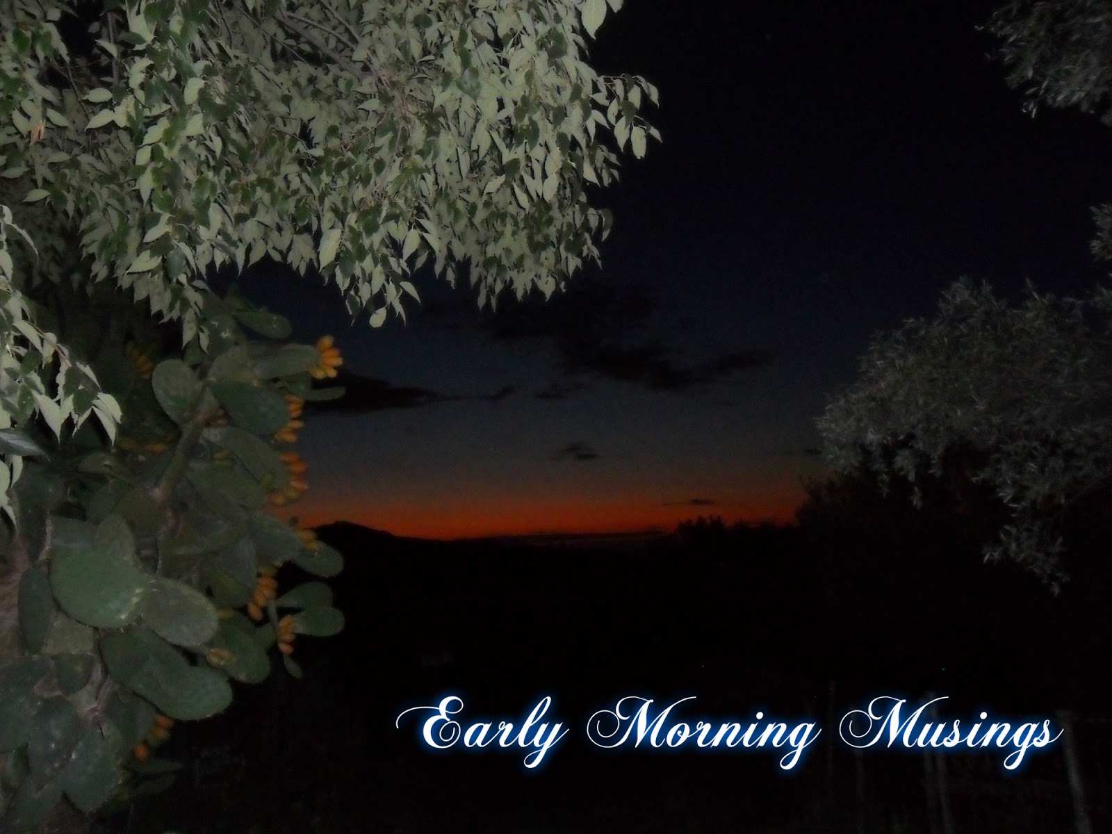Olive Groves and Doll Knits Five o'clock in the Morning...