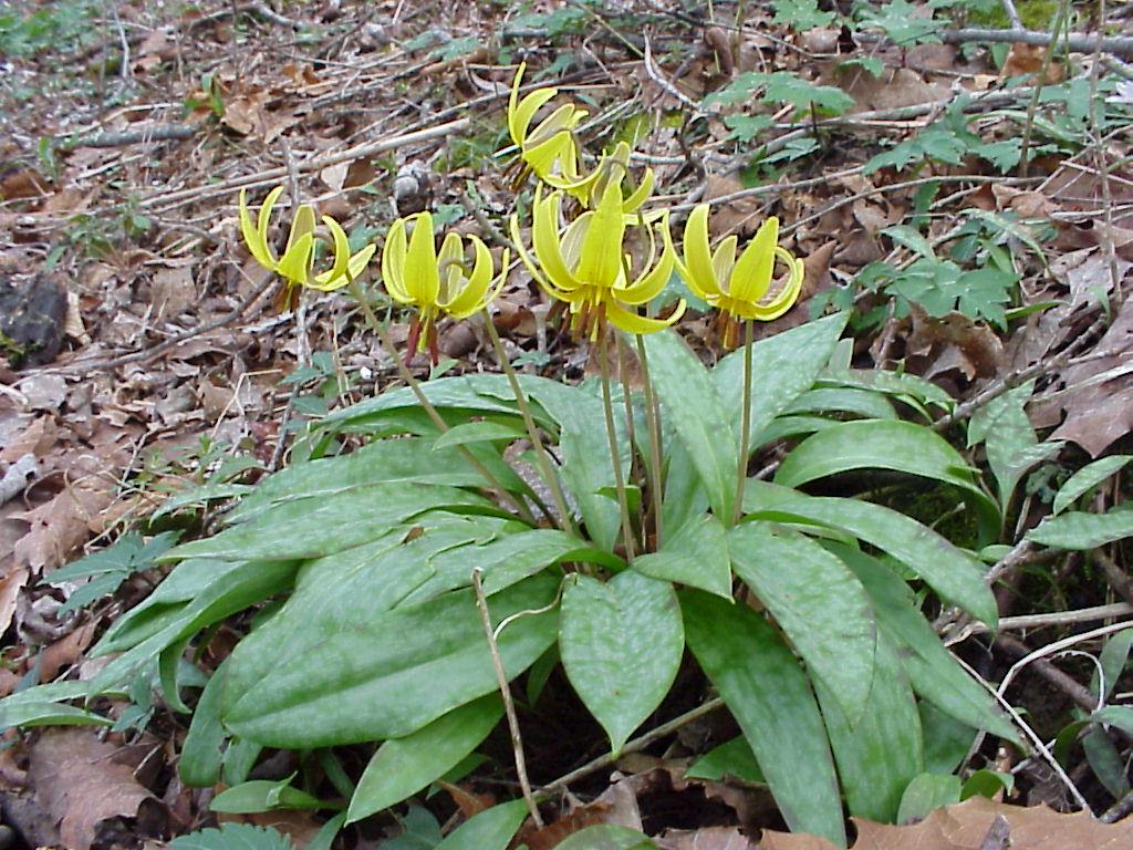 Trees Erythronium americanum Trout Lily Dogtooth Violet