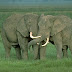 Gajah Tak Pernah Lupa Kawan Lama