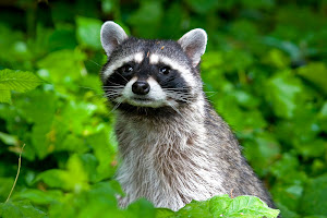 Raccoon