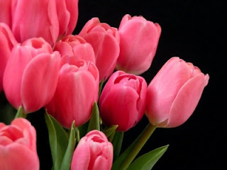 Tulipán, una flor con historia - tulipanes rosa