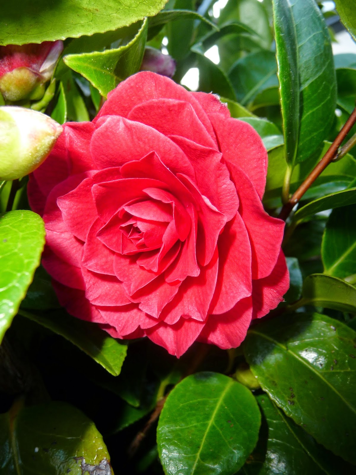 Rachel The Gardener Tues When Is A Dead Escallonia Not Quite Dead