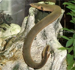 Three Blogspot: Polypterus Palmas Si Ikan Naga