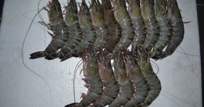 budidaya udang windu