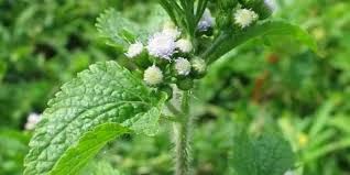 manfaat tumbuhan bandotan kesehatan