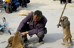 Macaco em Briga de...