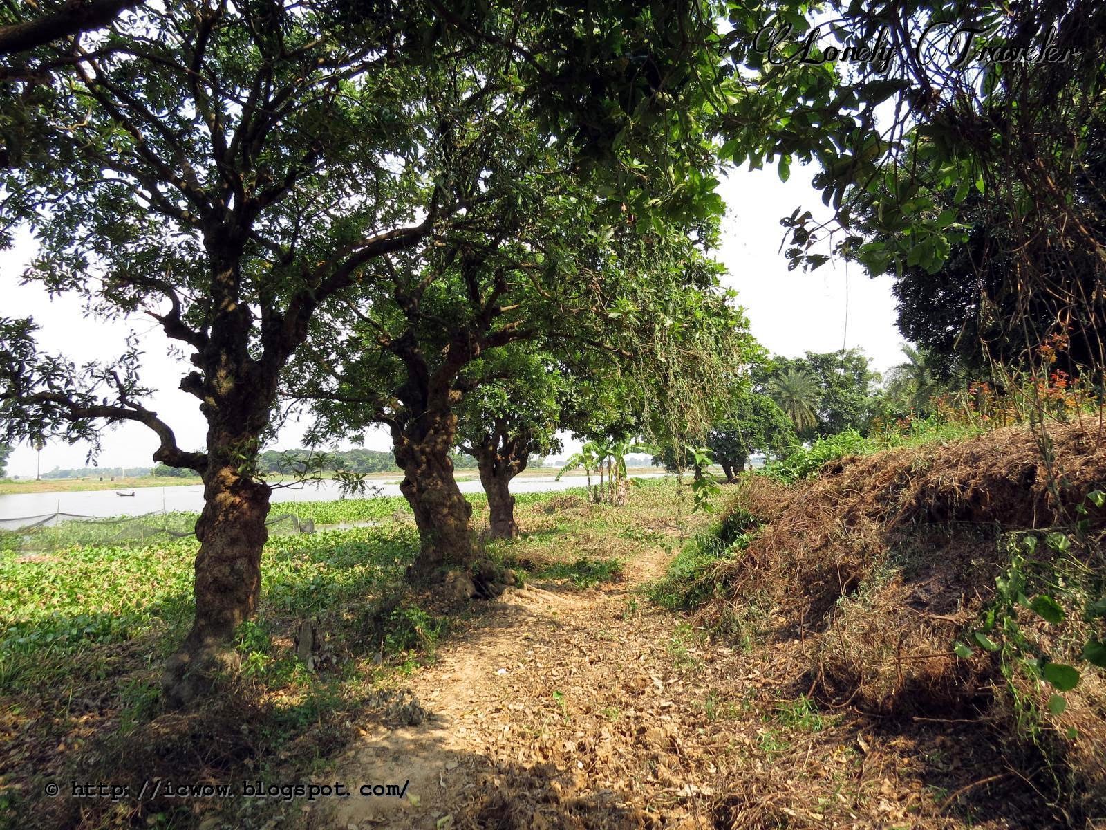Dhaka Flower Cultivation at Sadullapur
