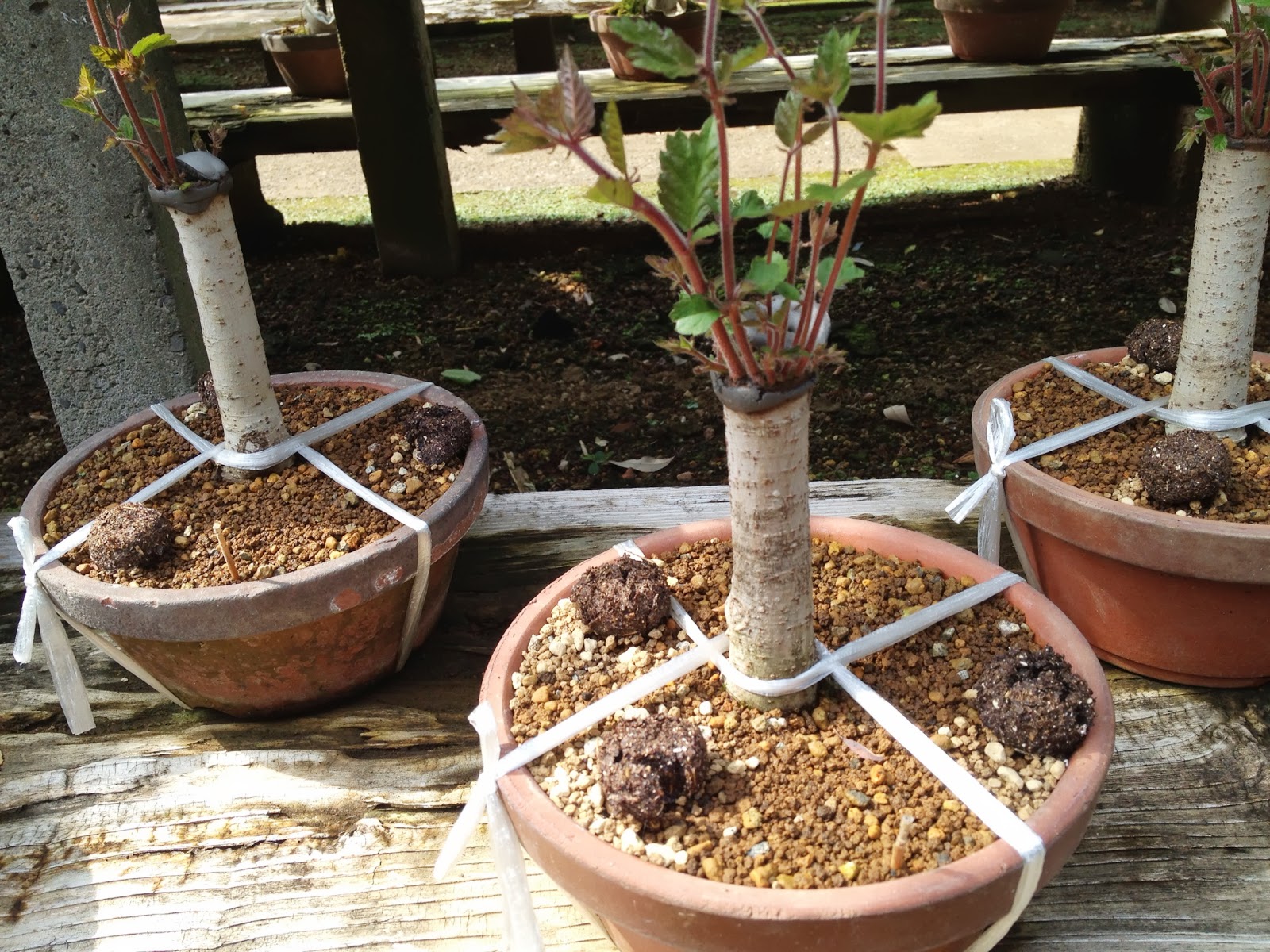雑木盆栽 Zokibonsai Bonsai Zoki Remake Zelkova
