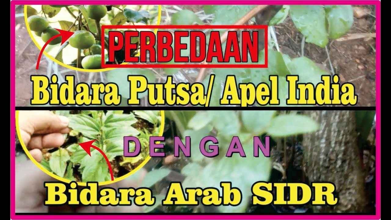 Jual Bibit Bidara Di Surabaya | Jual Pohon Bidara Di Sidoarjo