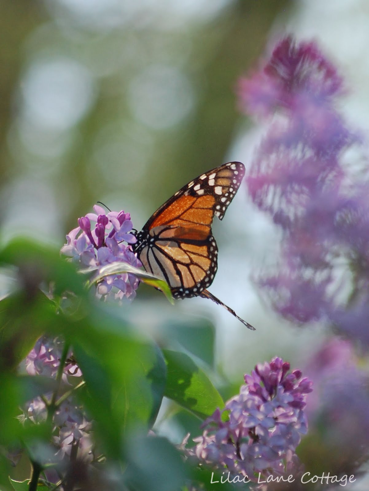 .Lilac Lane Cottage Lilacs and Butterflies and FFF
