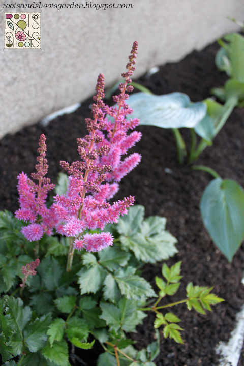 Roots Shoots Garden While Visions Of Astilbe Danced In Their