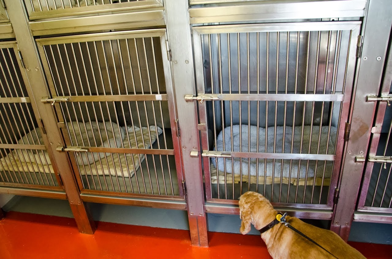 Pet Friendly cruises on Cunard’s Queens Traveloscopy Travel News