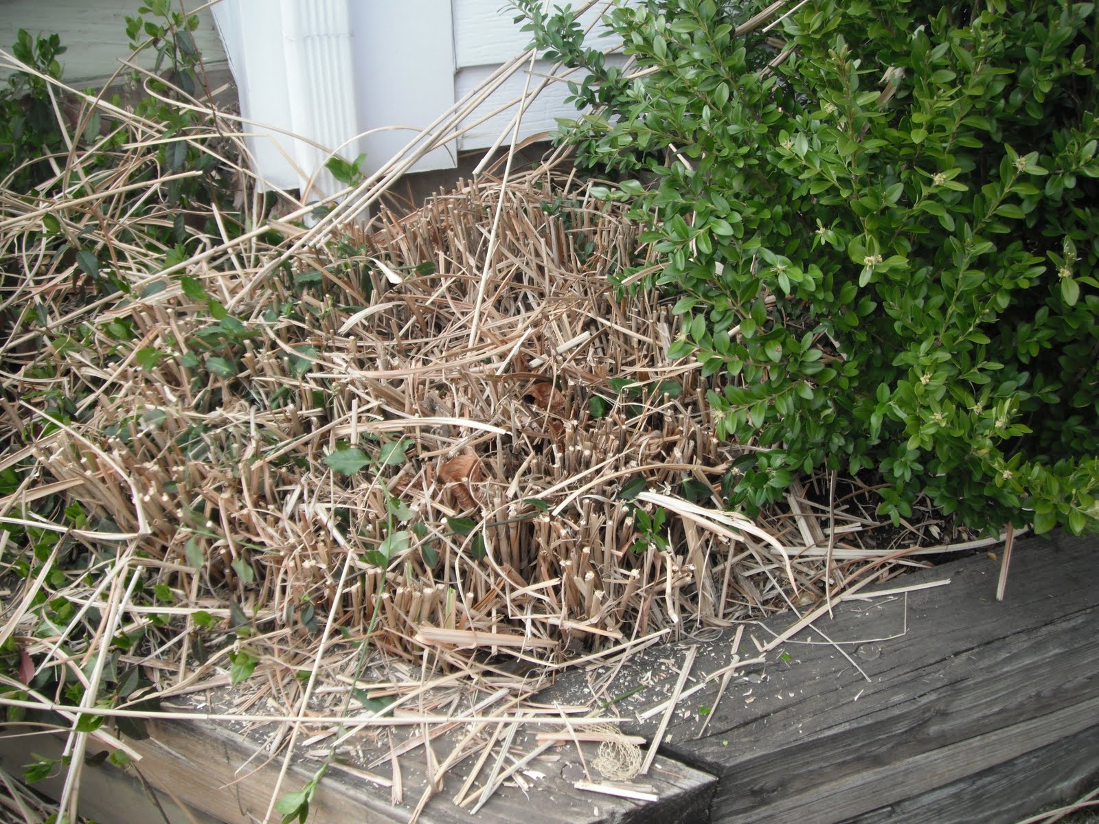 PARTY How to take care of your Ornamental grasses pruning and dividing